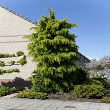 Cedrus deodara