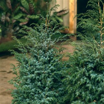Juniperus chinensis Blue Alps