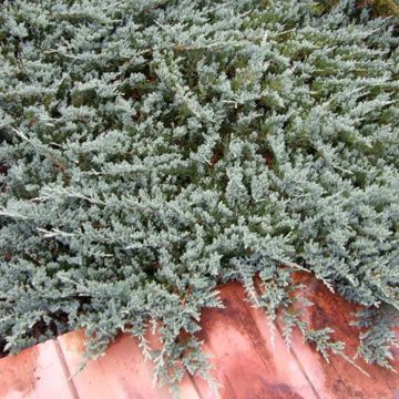 Juniperus horizontalis Blue Chip