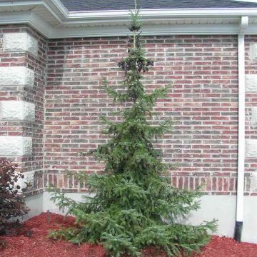 Picea omorika