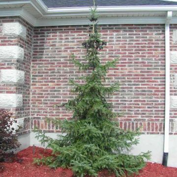 Picea omorika