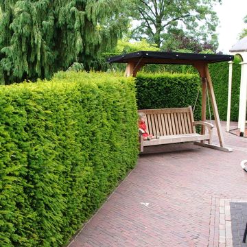 Taxus baccata