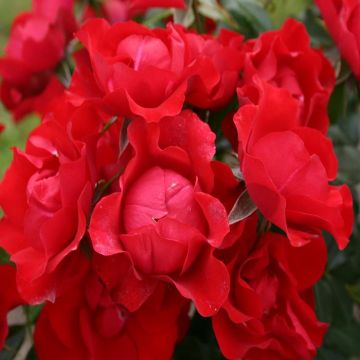 Black Forest Rose