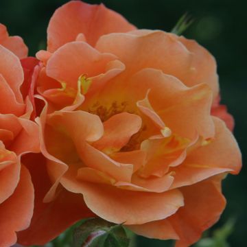 Westerland