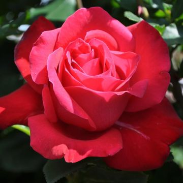 Dame de Coeur