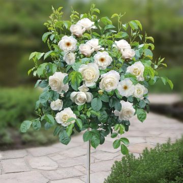 Standard Rose Loredo