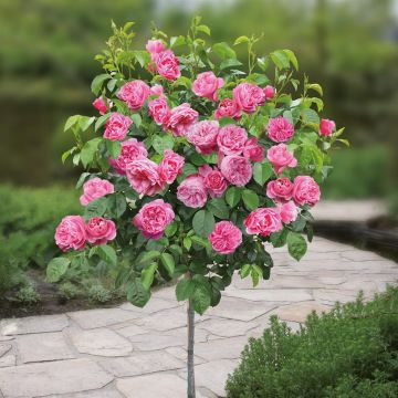 Standard Rose Leonardo da Vinci