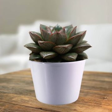 echeveria chinensis