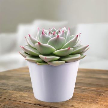 Echeveria sirius