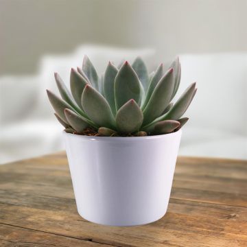 Echeveria spica
