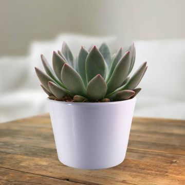Echeveria spica