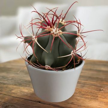 Ferocactus covilei.jpg