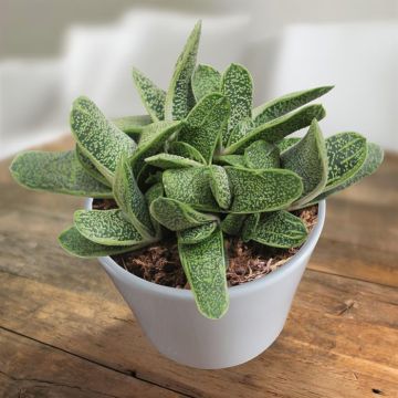 Gasteria little warty.jpg