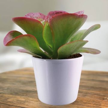 Kalanchoe thyrsiflora.jpg