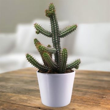 Euphorbia badoensis 10,5 cm.jpg