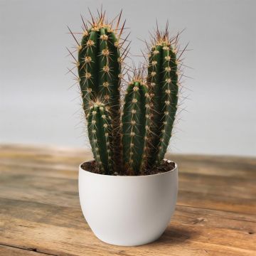 neocardenasia herzogiana.jpg