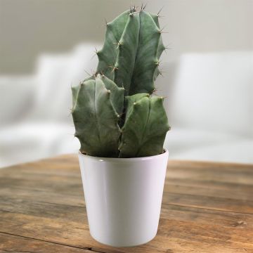 Ritterocereus urbaneus.jpg