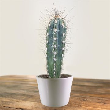 stetsonia coryne.jpg