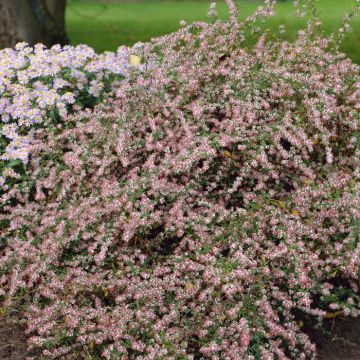 Aster Lateriflorus Horizontalis