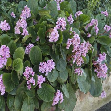 Bergenia Cordifolia