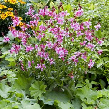 Gaura Lindheimeri Siskyou Pink