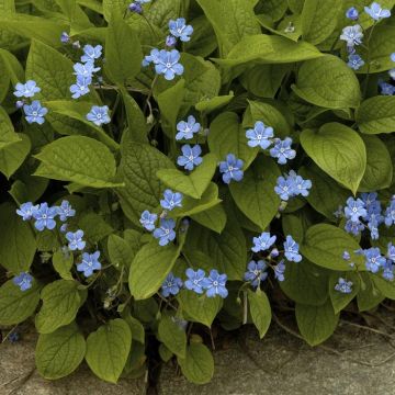 Omphalodes verna