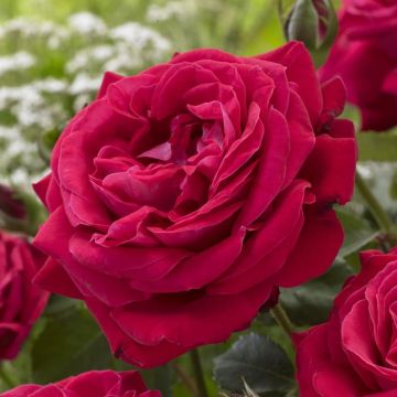 Rosa Dame de Coeur