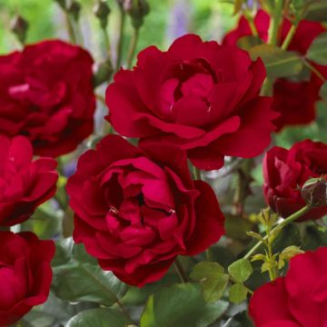 Rosa Nina Weibull