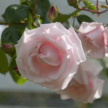 Rosa New Dawn