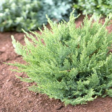 Juniperus Sabina Tamariscifolia