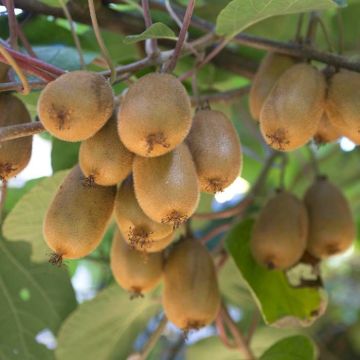Actinidia-deliciosa-Hayward.jpg