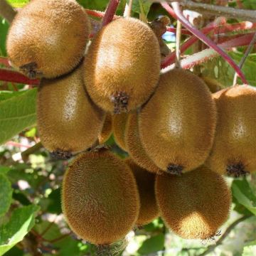 Actinidia-deliciosa-Jenny.jpg