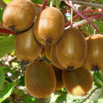 Actinidia-deliciosa-Jenny.jpg