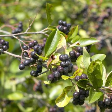 Aronia-Viking.jpg