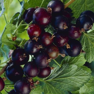 ribes jostabes.jpg