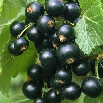 ribes titania.jpg