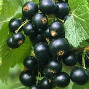 ribes titania.jpg