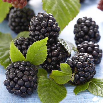 rubus chester thornless.jpg