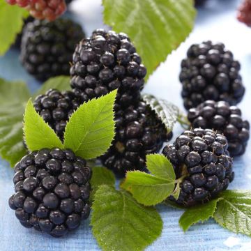 rubus chester thornless.jpg