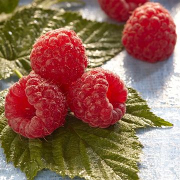 rubus glen ample.jpg