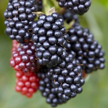 rubus navaho.jpg (Als)