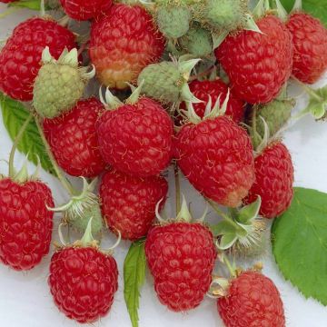 rubus zefa herbsternte.jpg