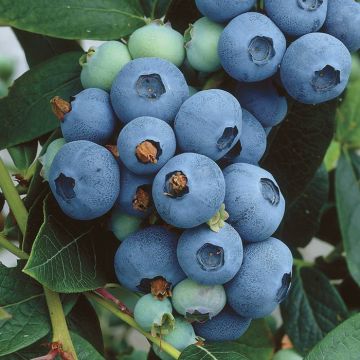 vaccinium northcountry.jpg (Als)