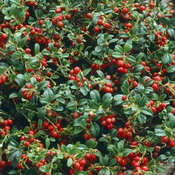 vaccinium vitis-idaea.jpg