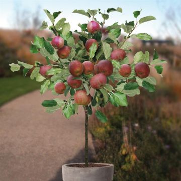 malus rode boskoop.jpg