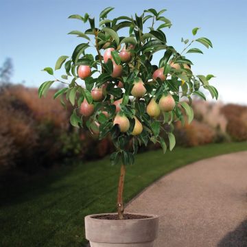 Pyrus c. Clapp's Favourite.jpg