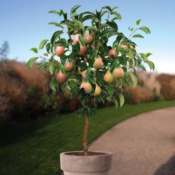 Pyrus c. Clapp's Favourite.jpg
