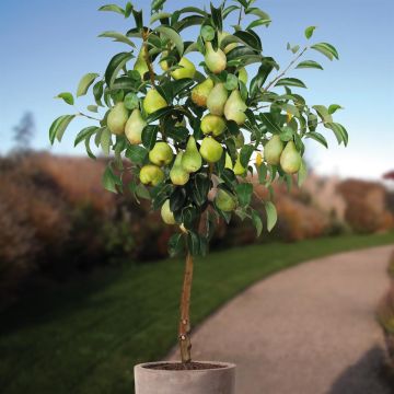 Pyrus c. Condo 100-120.jpg