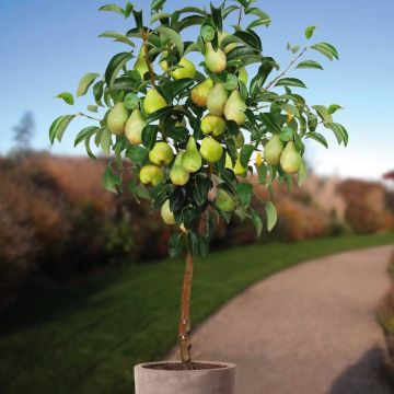 Pyrus c. Condo 100-120.jpg