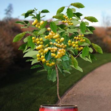 Prunus a donissens gelbe 120.jpg